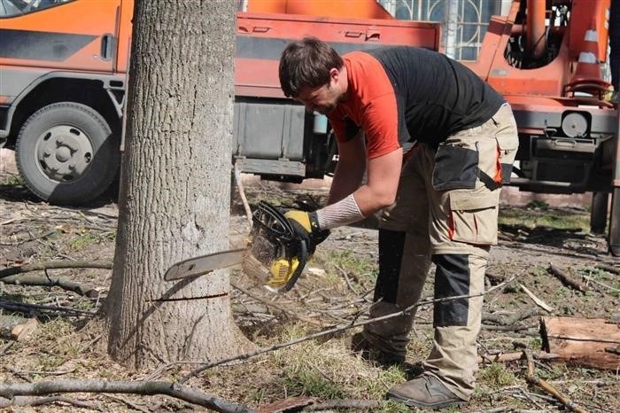 Какова санкция за вырубленное дерево в столице России?