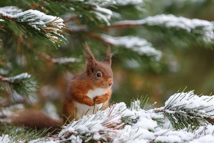 Изображение: Michael Conrad на фотостоке Shutterstock.