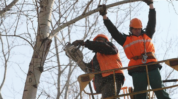 В Краснодаре заработала электронная форма обращений по вопросам качества ухода за деревьями