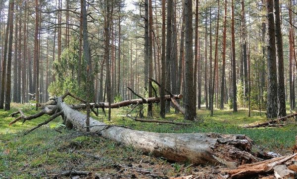Можно ли взять на дрова поваленные в лесу деревья?